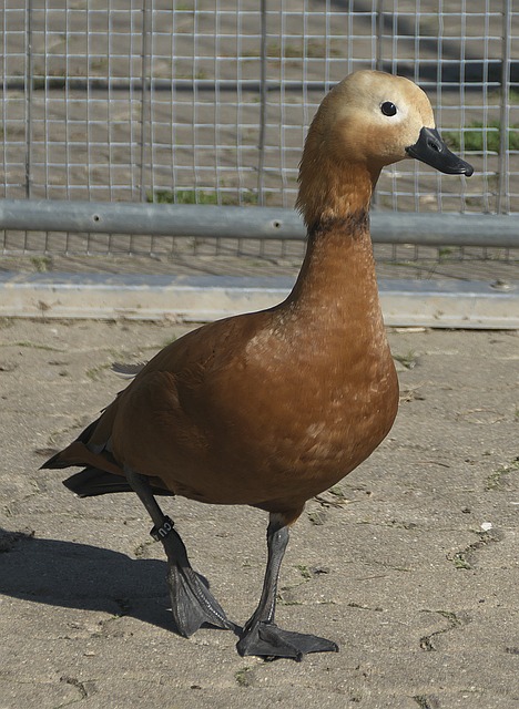 来了重返联