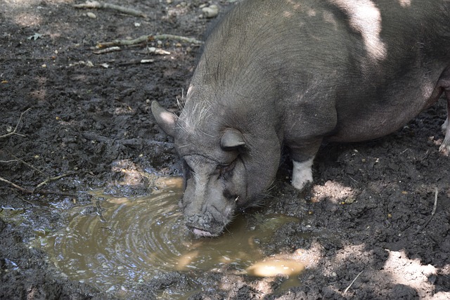 展现出较强 展现出较强